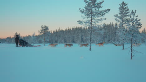 Team-of-sledding-dogs-pulling-sled-through-freezing-arctic-circle-woodland-forest