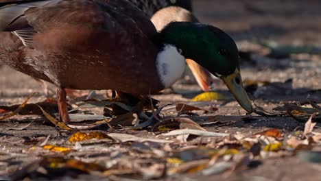 Flock-of-mallard-ducks-eating-on-the-ground-at-sunset-light-in-slow-motion---close-up