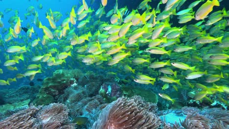 Tauchen-In-Richtung-Weichkorallen-Und-Hunderte-Von-Kleinen-Gelben-Fischen