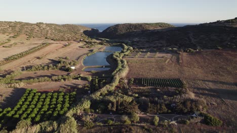 Luftaufnahmen-Von-Grünen-Landwirtschaftsfeldern-Mit-Feigenbäumen-In-Der-Nähe-Von-Praia-Da-Figueira,-Portugal