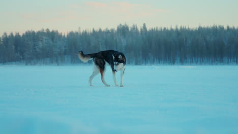 Single-husky-dog-exploring-Lapland-snowy-frozen-woodland-ice-lake-landscape