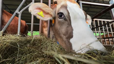 Close-up-indoor-low-angle-pov-of-cow-eating-hay-in-farm-with-head-through-metal-fence