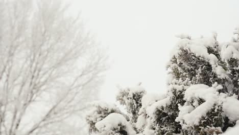 Nahaufnahme-Eines-Schneebedeckten-Baums-Und-Eines-Kahlen-Baums-Im-Hintergrund-An-Einem-Kalten-Wintertag