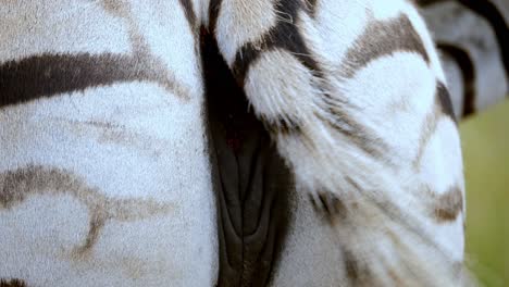 Close-Up-On-Zebra's-Back-View,-Moving-Happily-Its-Tail,-Stunning-Skin-Color