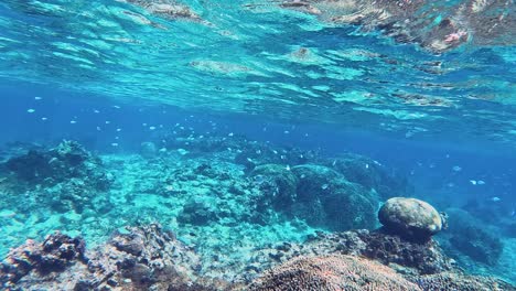 Gruppe-Kleiner-Tropischer-Fische,-Die-über-Einem-Wunderschönen-Korallenriff-Schwimmen