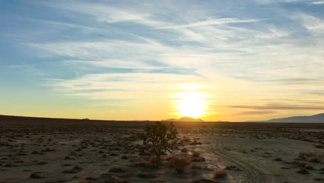 Die-Silhouette-Eines-Großen-Joshua-Baums-In-Der-Mojave-Wüste-Mit-Einem-Goldenen-Sonnenuntergang-Als-Hintergrund---Langsam-Aufsteigende-Luftaufnahme