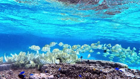 Large-School-Of-Convict-Tang-Fish-On-The-Reef-Feeding-On-Algae