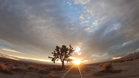 Cloudscape-crossing-the-sky-above-the-silhouette-of-a-Joshua-tree-at-Mojave-Desert-sunrise---time-lapse