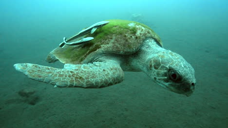 Old-hawksbill-turtle-swimming,-underwater-slow-motion-shot-and-sandy-bottom