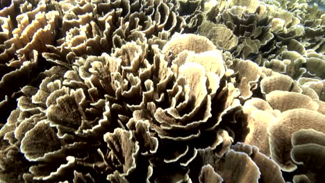 Healthy-Pavona-lettuce-hard-coral-reef-in-the-Pacific-Ocean---slow-motion