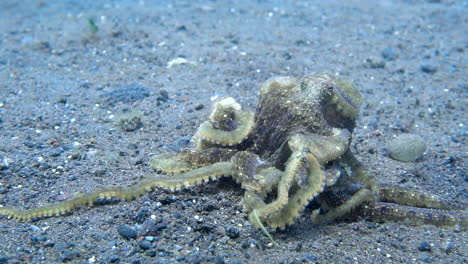 Two-wild-octopuses-fighting-on-sandy-seafloor