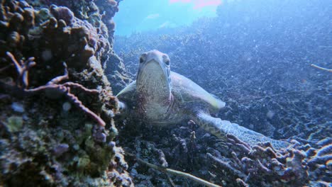 Nahaufnahme-Einer-Meeresschildkröte,-Die-Auf-Einem-Riff-Unter-Dem-Tropischen-Blauen-Meer-Ruht---Unterwasser,-Vorderansicht