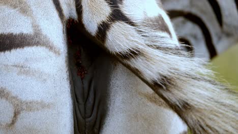 Close-Up-On-Zebra's-Back-View,-Moving-Its-Tail,-Stunning-Skin-Color