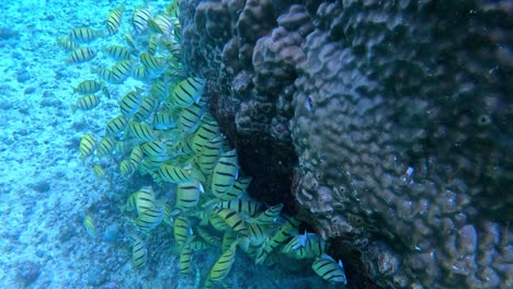 Group-Of-Convict-Tang-Fish-On-The-Reef-Under-The-Sea
