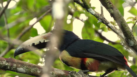 Collared-Aracari-sits-on-branch-in-tree-canopy,-looking-around
