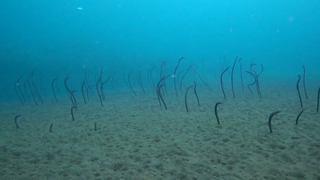 Underwater-slow-motion-shot-of-garden-eels-on-sandy-bottom