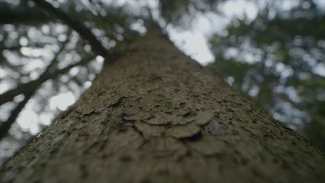 Macro-Tracking-Shot-Of-Huge-Long-Pine-Tree-Trunk