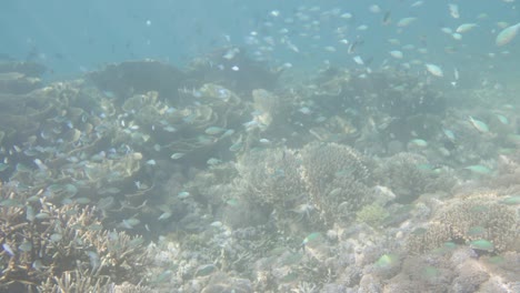 School-of-fish-swimming-undersea-between-coral-reefs-and-water-plants