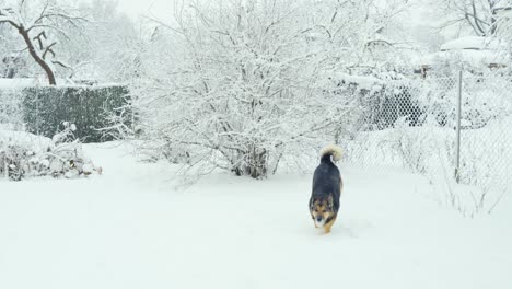 Happy-dog-jumping-in-snow,-running-towards-owner