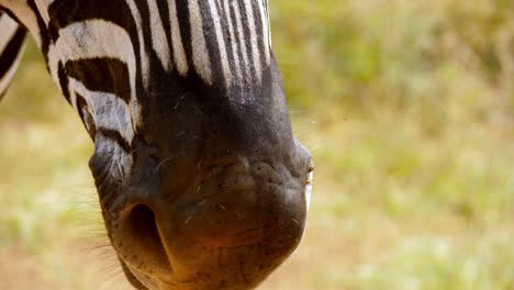 Macro-Shot-Of-Zebra's-Head-In-National-Zoo-Park,-Green-Grass-In-Background