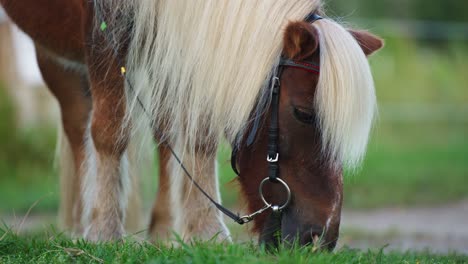 Brown-Pony-Grazing-Grass-Outdoors-in-Green-Field---Head-close-up