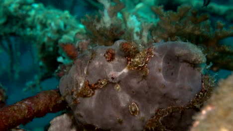 Close-up-of-frog-fish-immobile-between-corals---macro