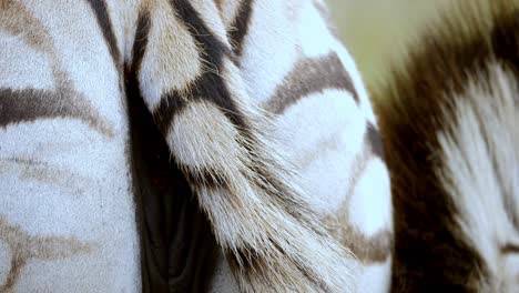 Close-Up-On-Zebra's-Back-View,-Moving-Its-Tail,-Stunning-Skin-Color