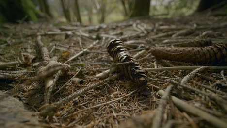 Macro-Shot-Of-Forest-Ground-With-Pine-Cones-And-Branches
