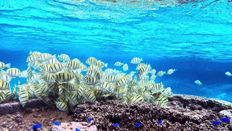 Group-Of-Convict-Tang-Fish-On-The-Reef-Feeding-On-Algae