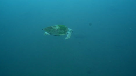 Tortuga-Carey-Nadando-En-El-Mar-Azul-Profundo