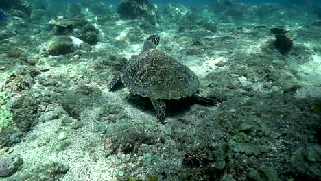 Echte-Karettschildkröte,-Die-über-Korallenriffen-Schwimmt---Zeitlupe