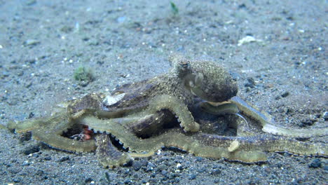 Slow-motion-shot-of-two-octopuses-copulating