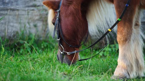 Head-close-up-of-a-pony-eating-grass-in-rural-countryside-field-outdoors
