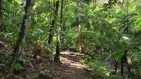 Slowly-walking-into-Dense-jungle,-green-lush-foliage,-tracking-in-shot