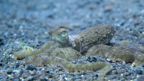 Relaxed-octopus-breathing-over-sandy-seafloor