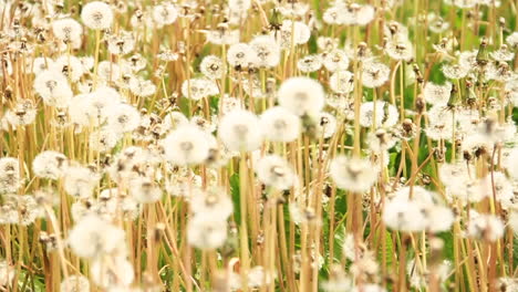 White-Dandelion-Flowers-Blow-in-Wind