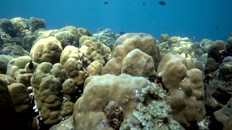 Arrecifes-De-Coral-De-Indonesia-Con-Fondo-De-Océano-Azul---Cámara-Lenta