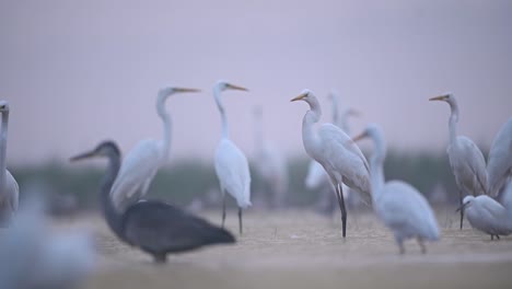 Grey-Heron-with-Great-Egrets-Fishing-in-Misty-morning