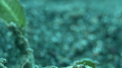 Unterwasser-Nahaufnahme-Eines-Winzigen-Seepferdchens---Makro
