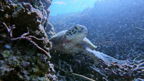 A-Green-Sea-Turtle-Sleeping-On-Reef-Under-The-Tropical-Blue-Sea---Chelonia-mydas-underwater,-front-view