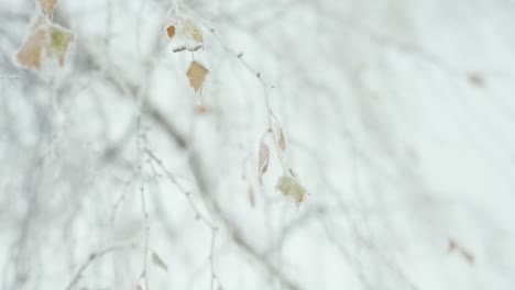 White-winter-background-of-frost-covered-tree-branches-with-copy-space