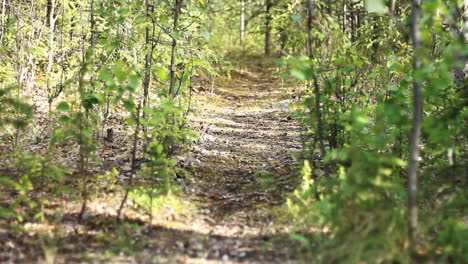Hiking-Trail-Path-Leads-Down-Forest