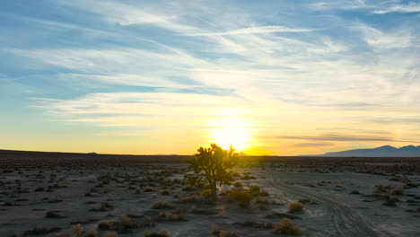 Goldener-Sonnenuntergang-In-Der-Mojave-Wüste-Hinter-Der-Silhouette-Eines-Prächtigen-Joshua-Tree---Langsame-Enthüllung-Der-Parallaxe-Aus-Der-Luft