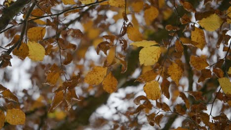 Close-up-Shot-Of-Yellow-Dried-Autumn-Leaves