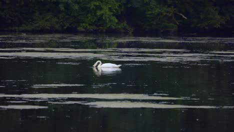 Single-majestic-white-Swan-fishing,-drinking,-swimming-across-calm-body-of-water