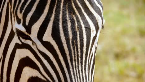 Macro-Shot-Of-Zebra's-Head-In-National-Zoo-Park,-Green-Grass-In-Background