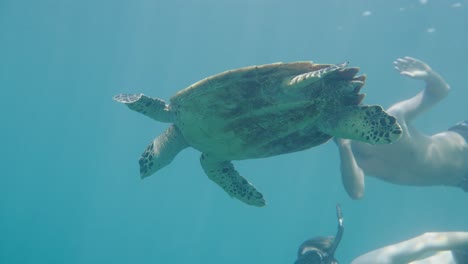 Junge-Freunde,-Die-Neben-Der-Grünen-Meeresschildkröte-In-Indonesischen-Gewässern-Unter-Wasser-Tauchen,-Nahaufnahme
