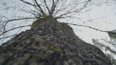 Macro-Tracking-Shot-Of-Huge-Long-Tree-Trunk,-Blue-Sky-Through-Branches