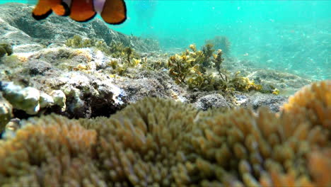 Nahaufnahme-Eines-Clownfisches,-Der-Auf-Korallenriffen-Schwimmt