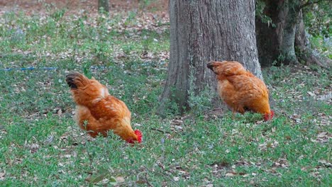Free-range-chickens-pecking-seeds-in-the-grass-outside-in-nature,-handheld